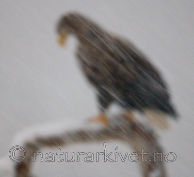 BB 09 0072 / Haliaeetus albicilla / Havørn